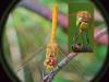 Sympetrum meridionale